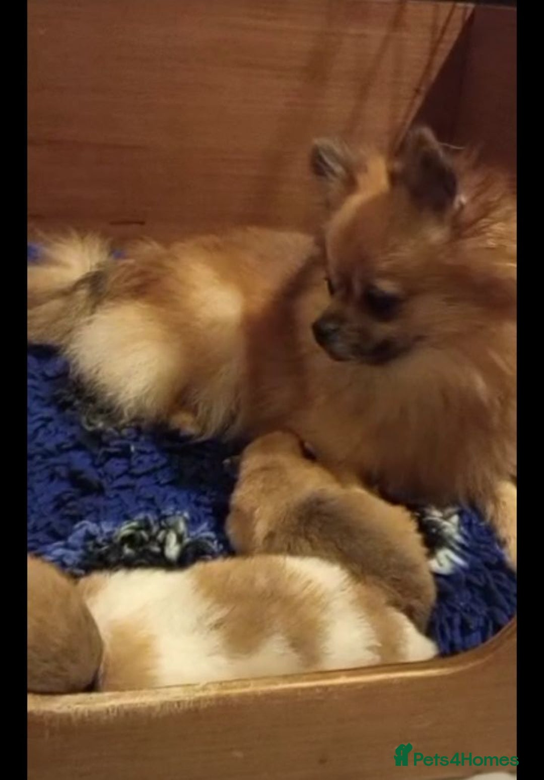 Pomeranian dogs for sale: Teddy Pomeranian girl - Image 4