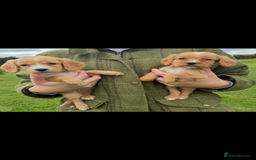 Cocker Spaniel dogs for sale: WORKING COCKER SPANIELS - Image 9