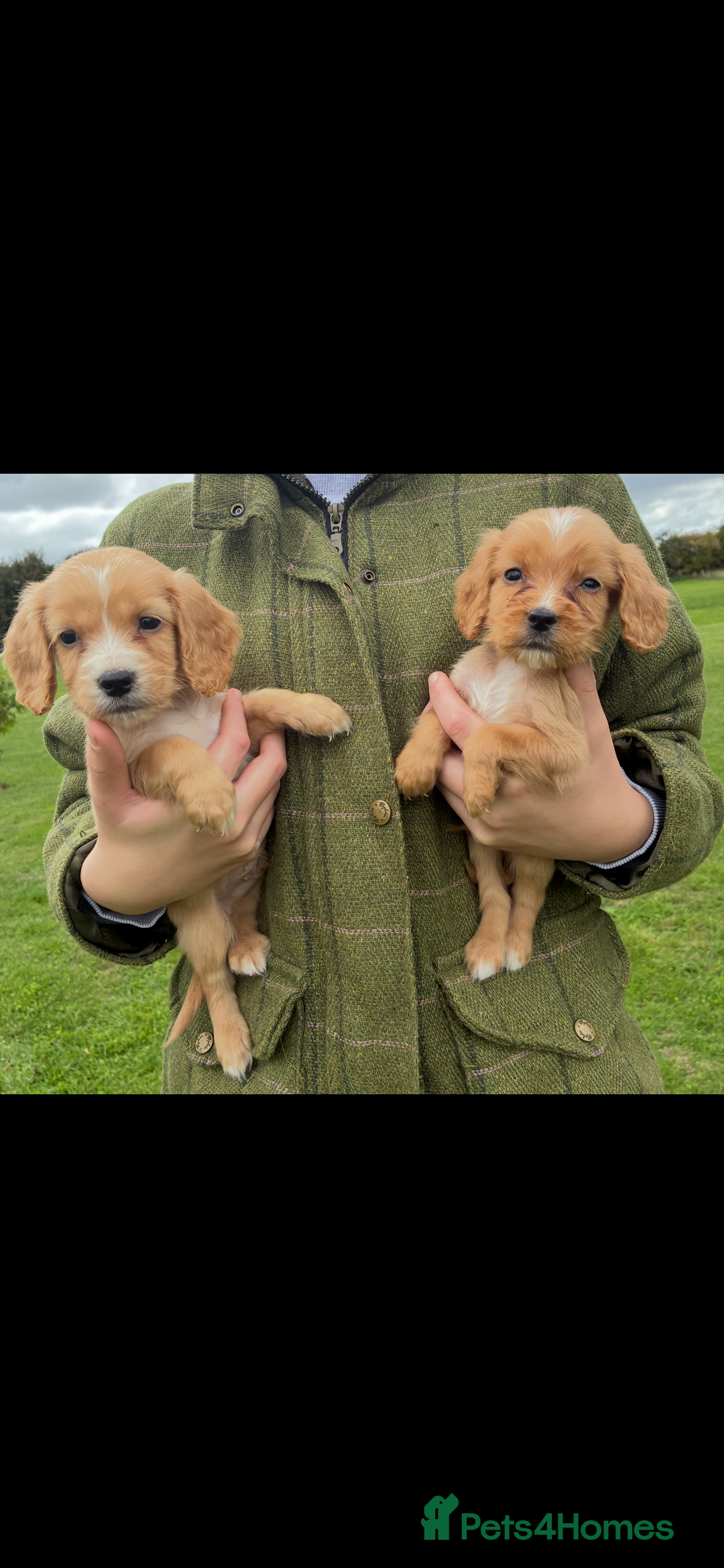 Cocker Spaniel dogs for sale: WORKING COCKER SPANIELS - Image 9