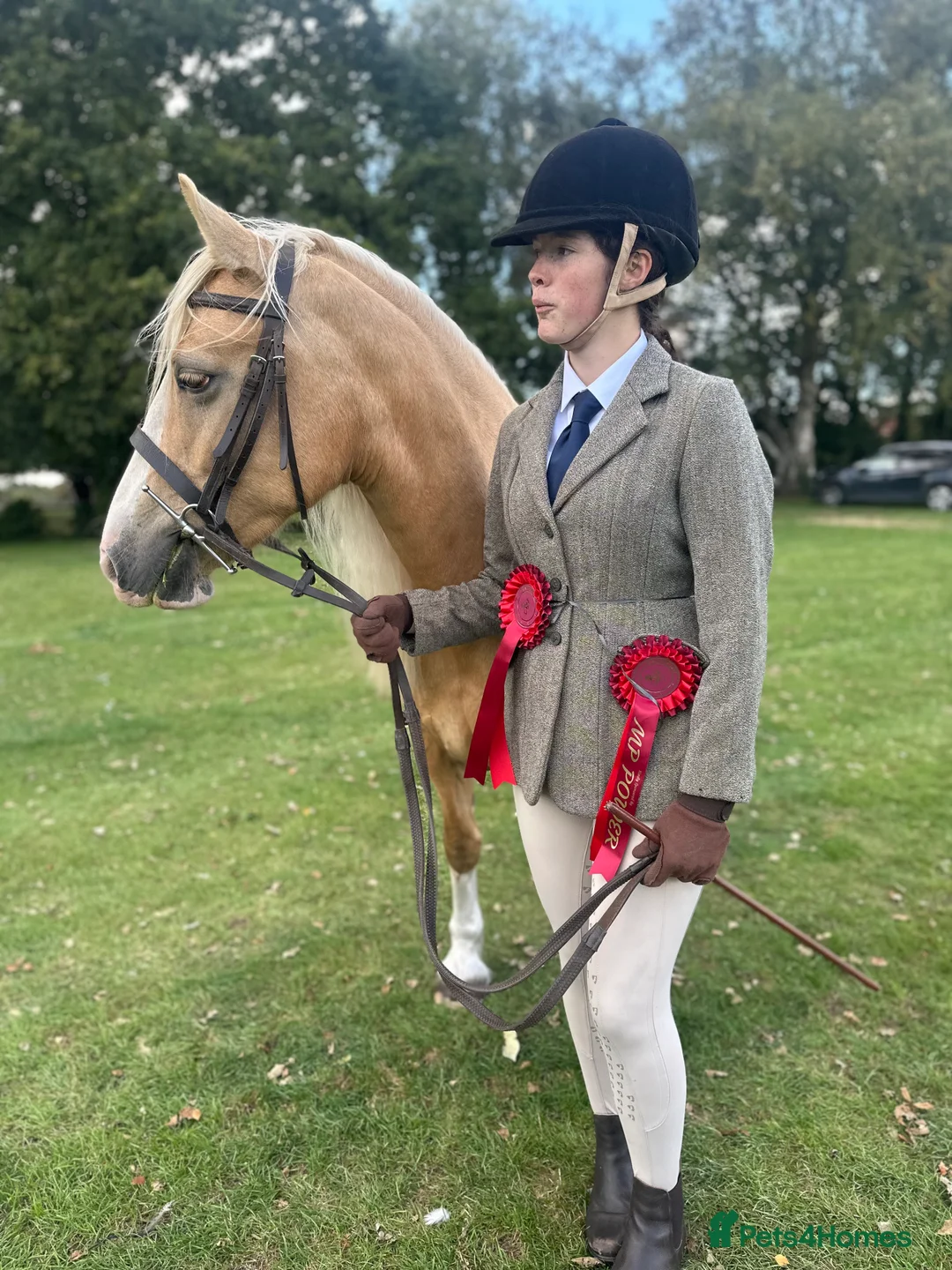 Welsh Section D horses for sale: Beautiful 7 yr old 14hh palomino mare for sale - Advert 2