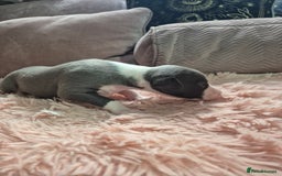 Whippet dogs for sale: Stunning KC Registered Blue Whippet Puppies - Image 5
