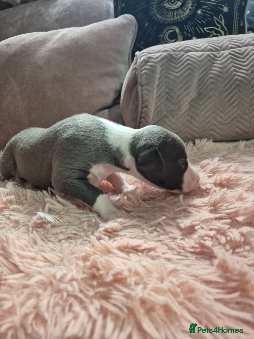Whippet dogs for sale: Stunning KC Registered Blue Whippet Puppies - Image 5