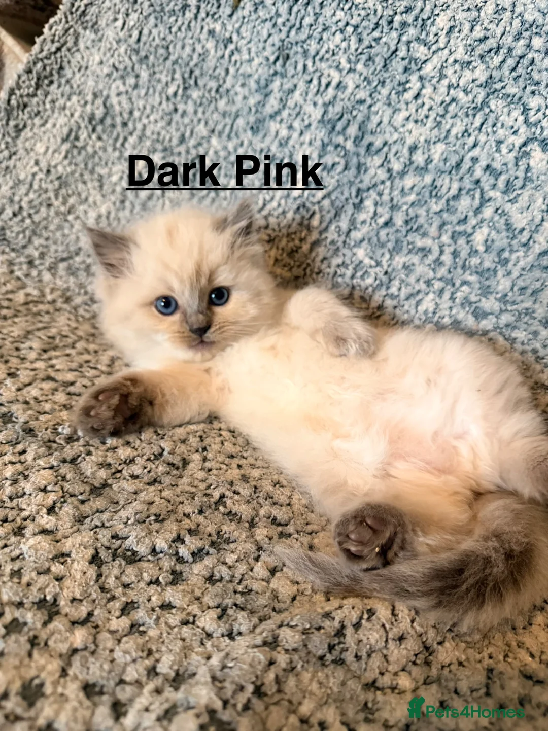 Ragdoll cats for sale: Purebred Blue Point & Blue Mitted ragdolls - Advert 2