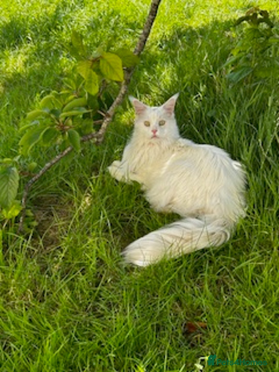 Maine Coon cats for sale: Beautiful White Maine Coon Male 6 Years Old £830  - Advert 15