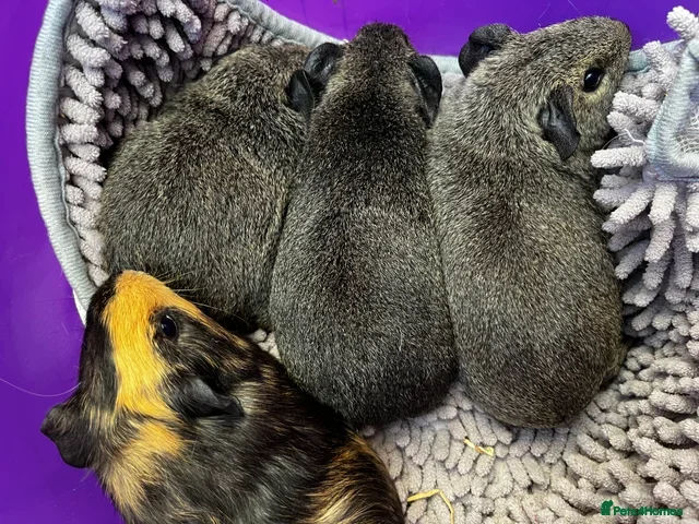 Guinea Pig rodents Baby Guinea Pigs - Advert 17