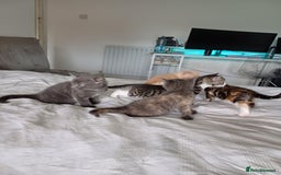 Mixed Breed cats for sale: Beautiful kittens - Image 14