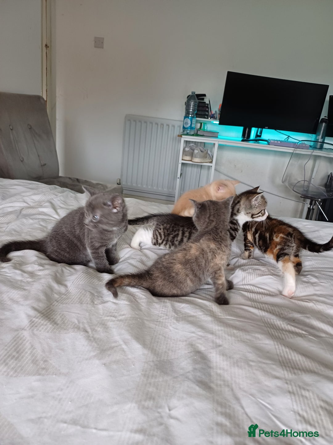 Mixed Breed cats for sale: Beautiful kittens - Image 14