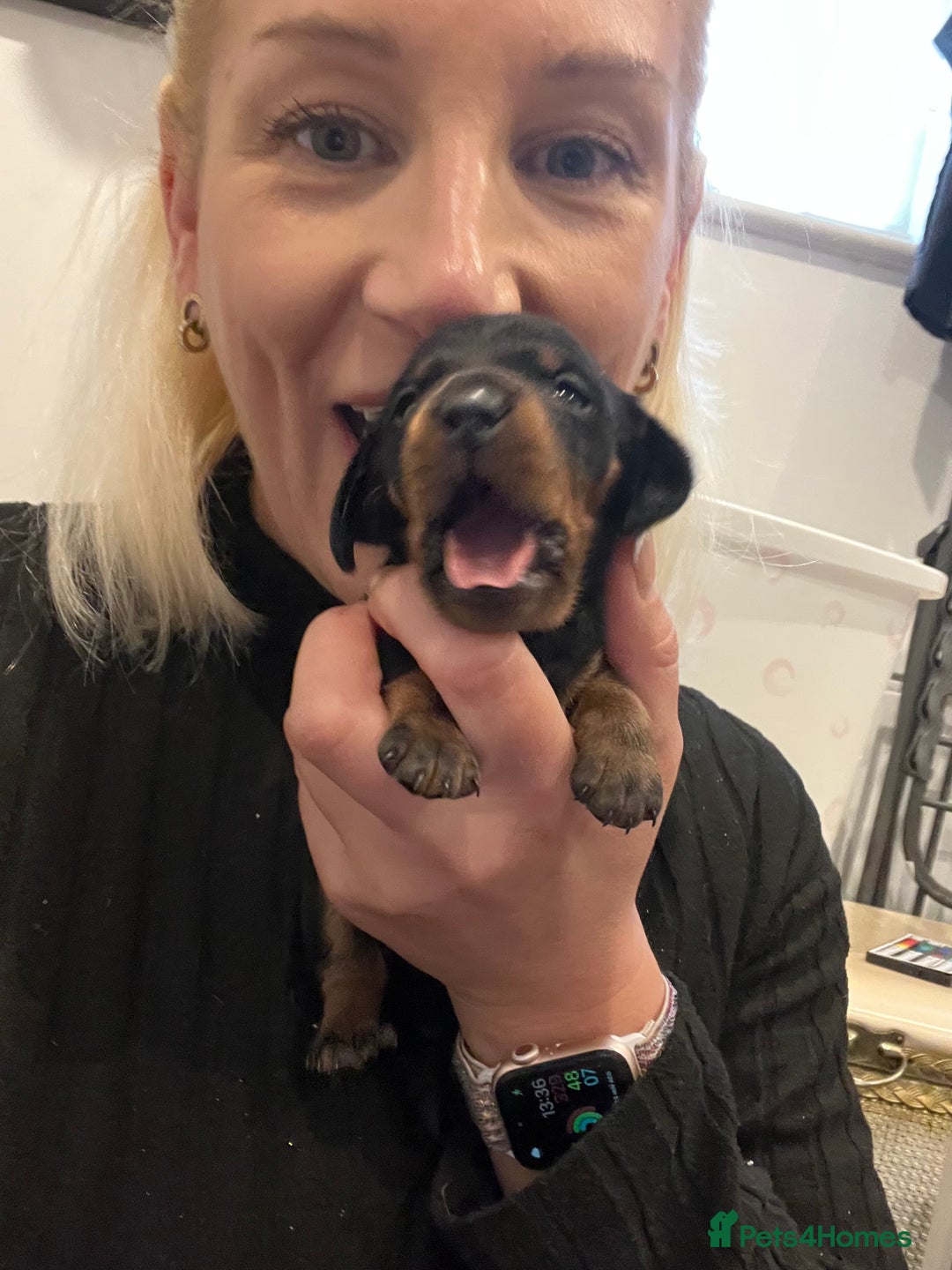 Miniature Dachshund dogs for sale: RARE KC 2 Isabella+tan boys, 1 chocolate and tan  - Advert 9