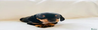 Dachshund Puppy 5 🐶🐾 ❌(sold)❌