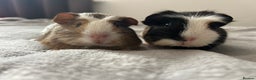 Guinea Pig rodents for sale: Two guinea pigs  - Advert 4