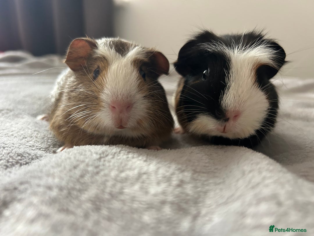 Guinea Pig rodents for sale: Two guinea pigs  - Advert 4