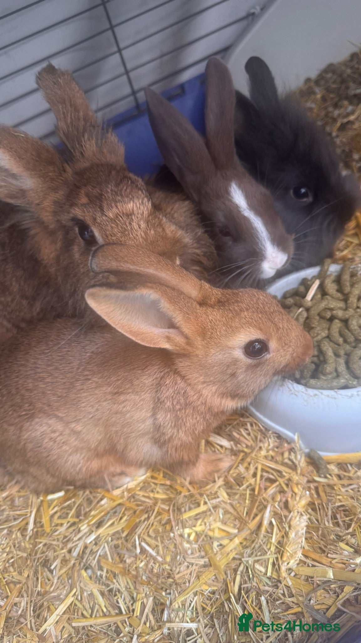 Mixed Breed rabbits     Fluffy Lionhead & Netherland Dwarf Mix Bunnies - Advert 2