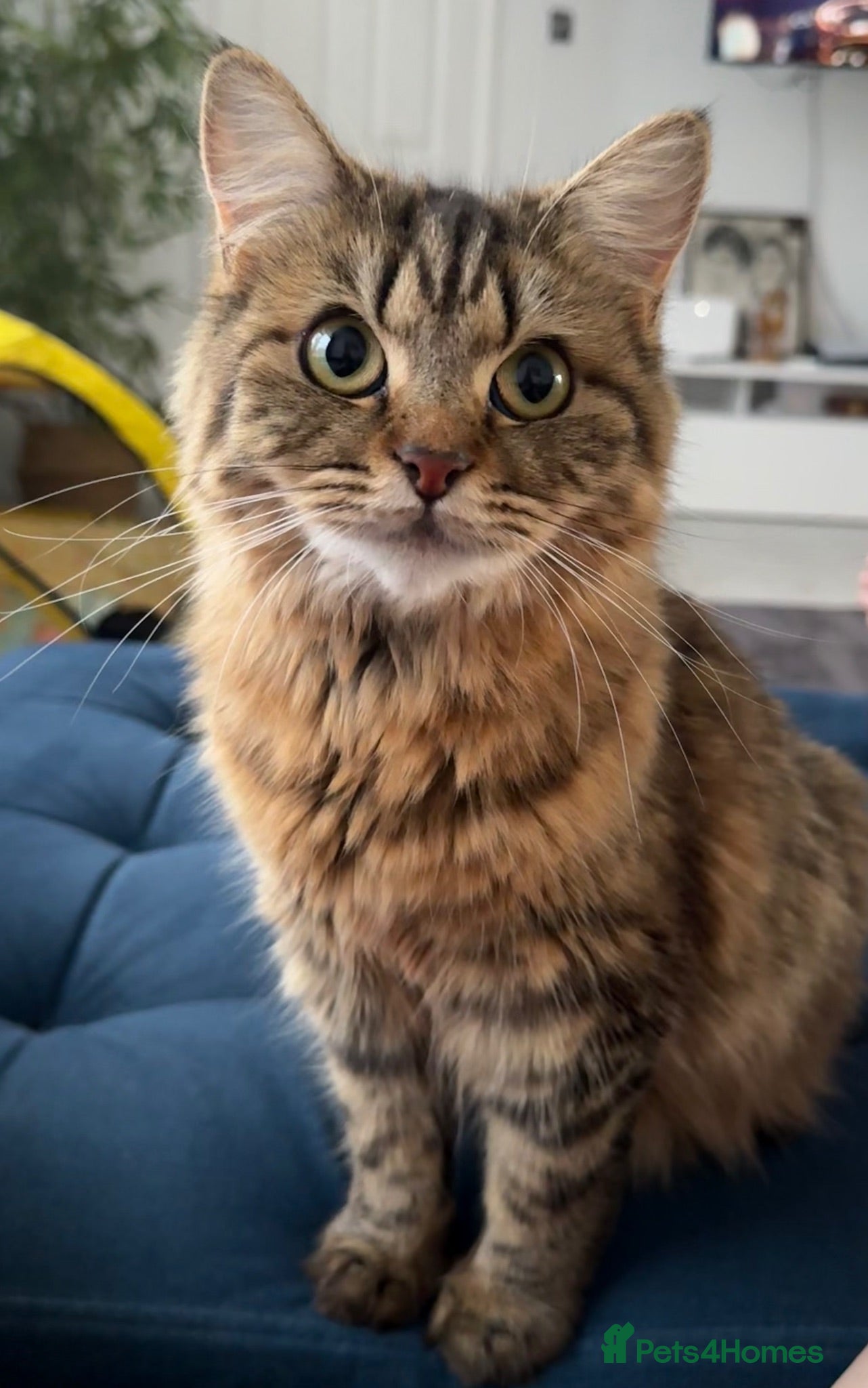 British Longhair cats 5 adorable kittens  - Advert 15