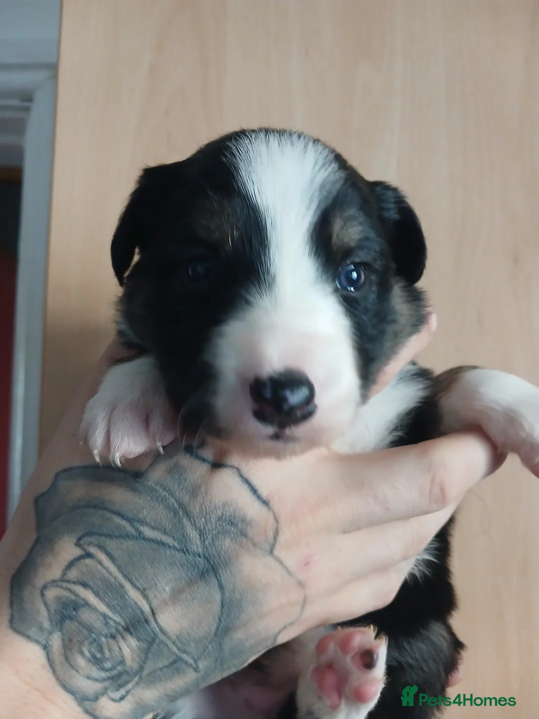 Border Collie dogs for sale: 1 beautiful boy left - Advert 2