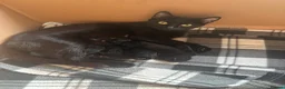 Mixed Breed cats for sale: Black female kittens  in Bedale - Advert 2