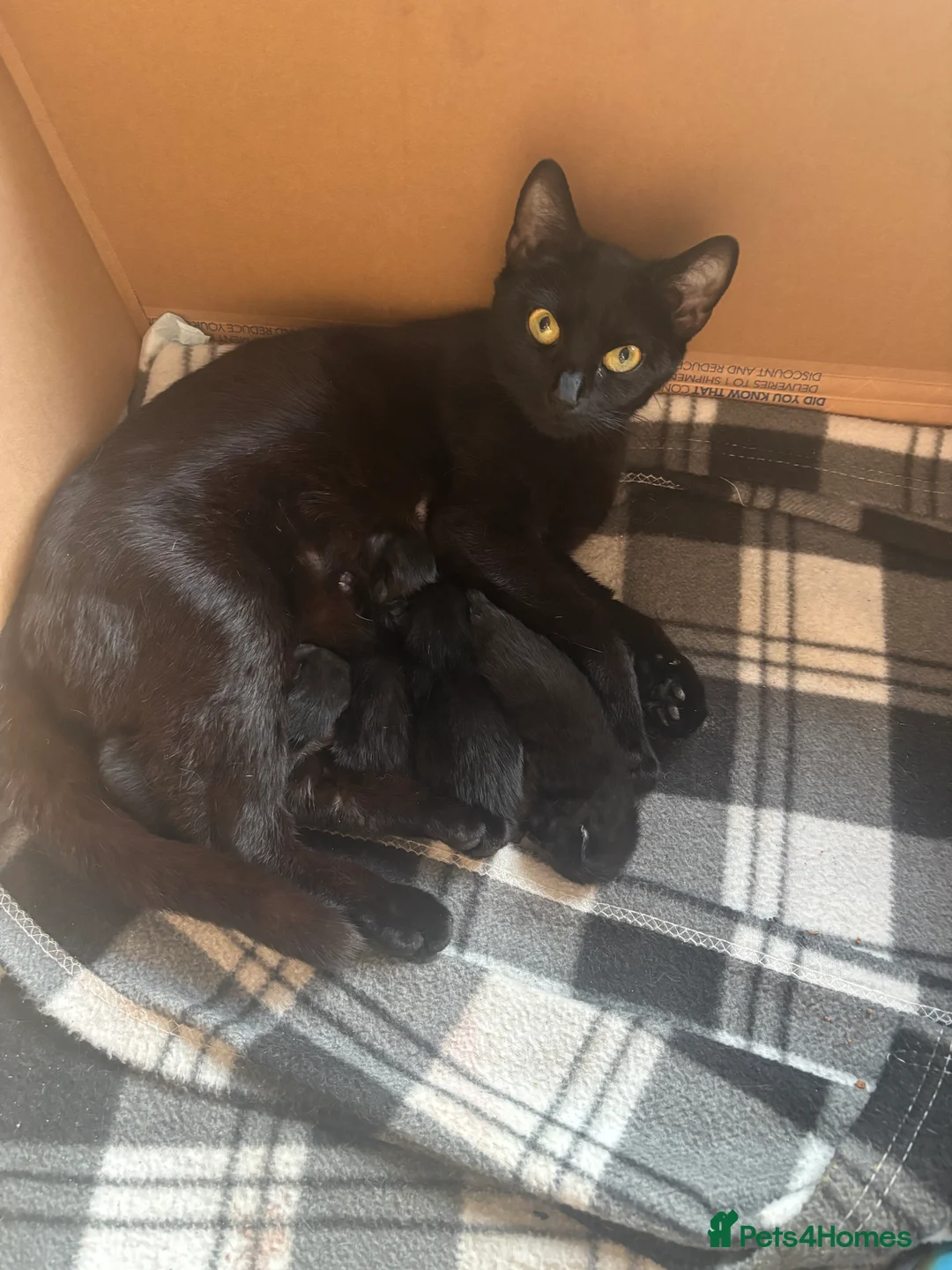 Mixed Breed cats for sale: Black female kittens  in Bedale - Advert 2