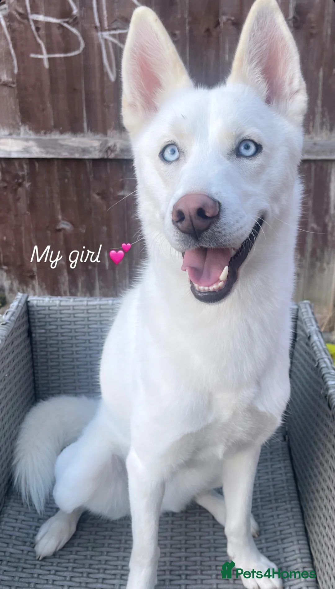 Siberian Husky dogs for sale: 1 year old female husky for sale!!  - Advert 1