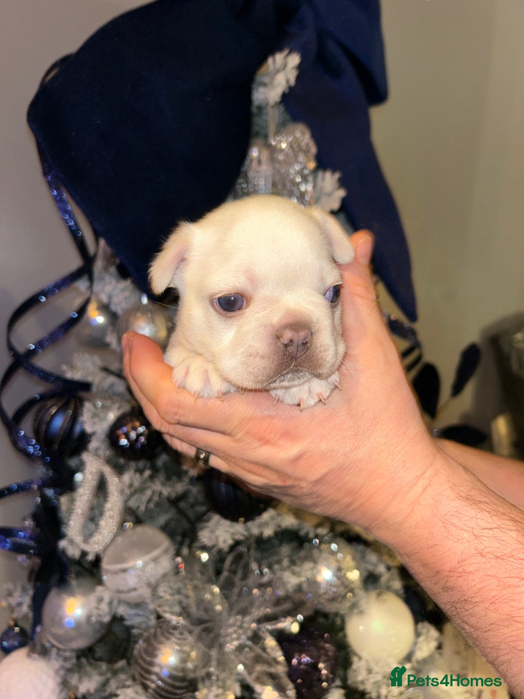 French Bulldog dogs for sale: French fries due to leave 3rd January  - Advert 3