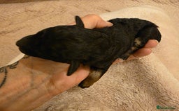 Toy Poodle dogs for sale: KC REG 2 STUNNING TOY POODLES 🐩  - Image 6