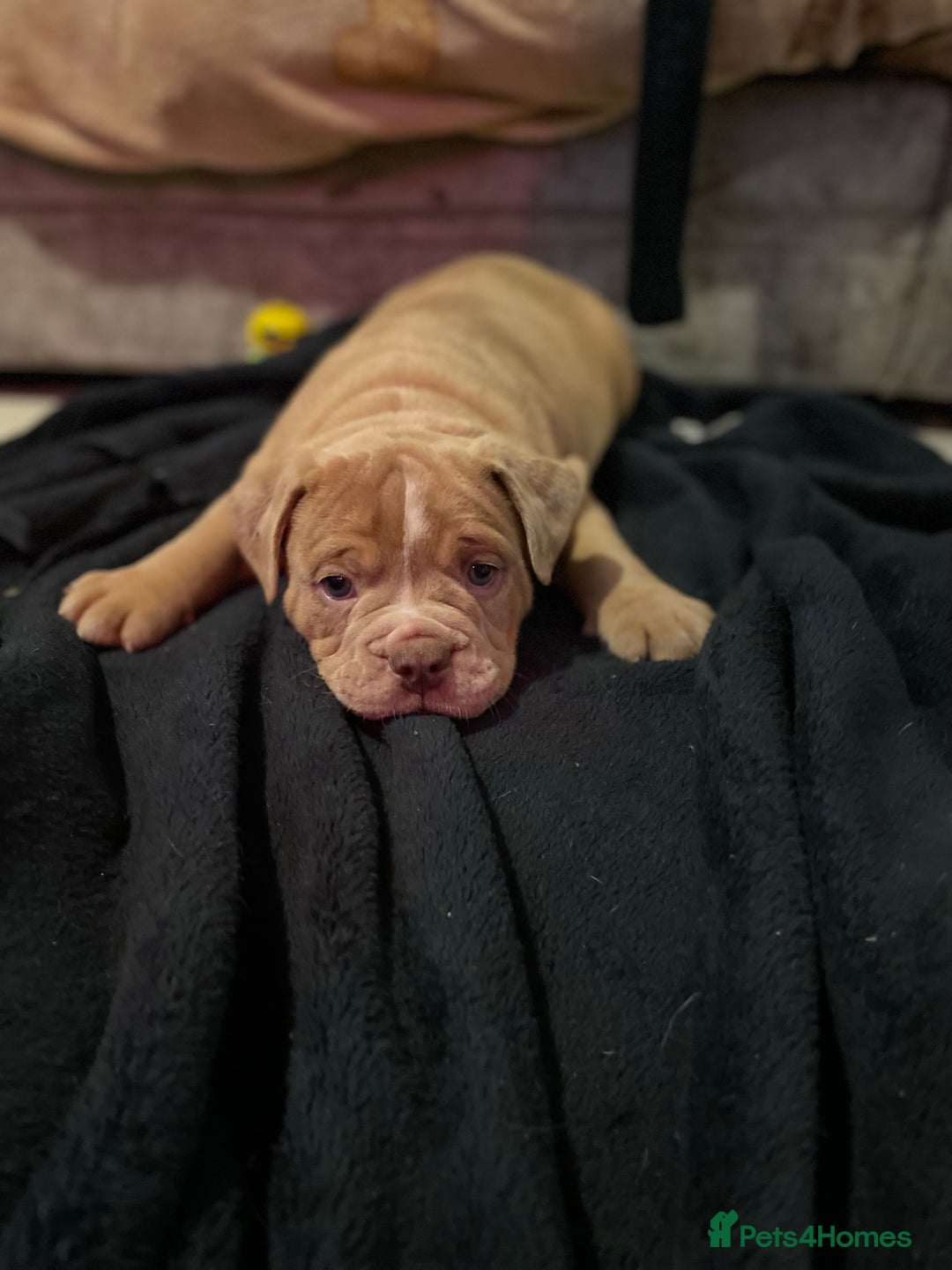 Olde English Bulldogge dogs for sale: 5 stunning olde english bulldogges for sale😍 - Advert 8