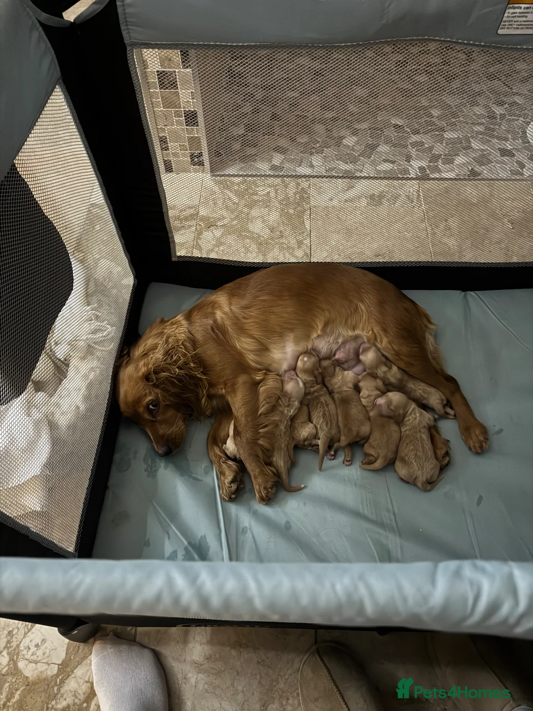 Cockapoo dogs for sale: Cockerpoo puppies  in Leatherhead - Advert 9