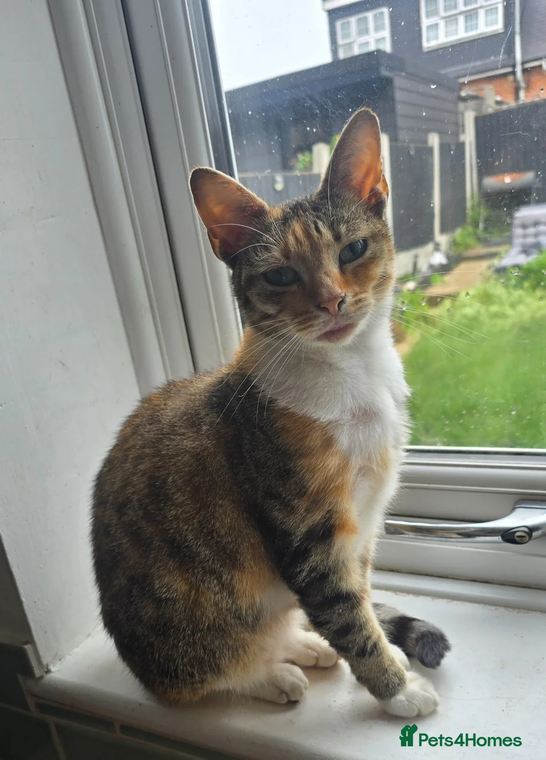 British Shorthair cats for sale: 2 females looking for home - Advert 3