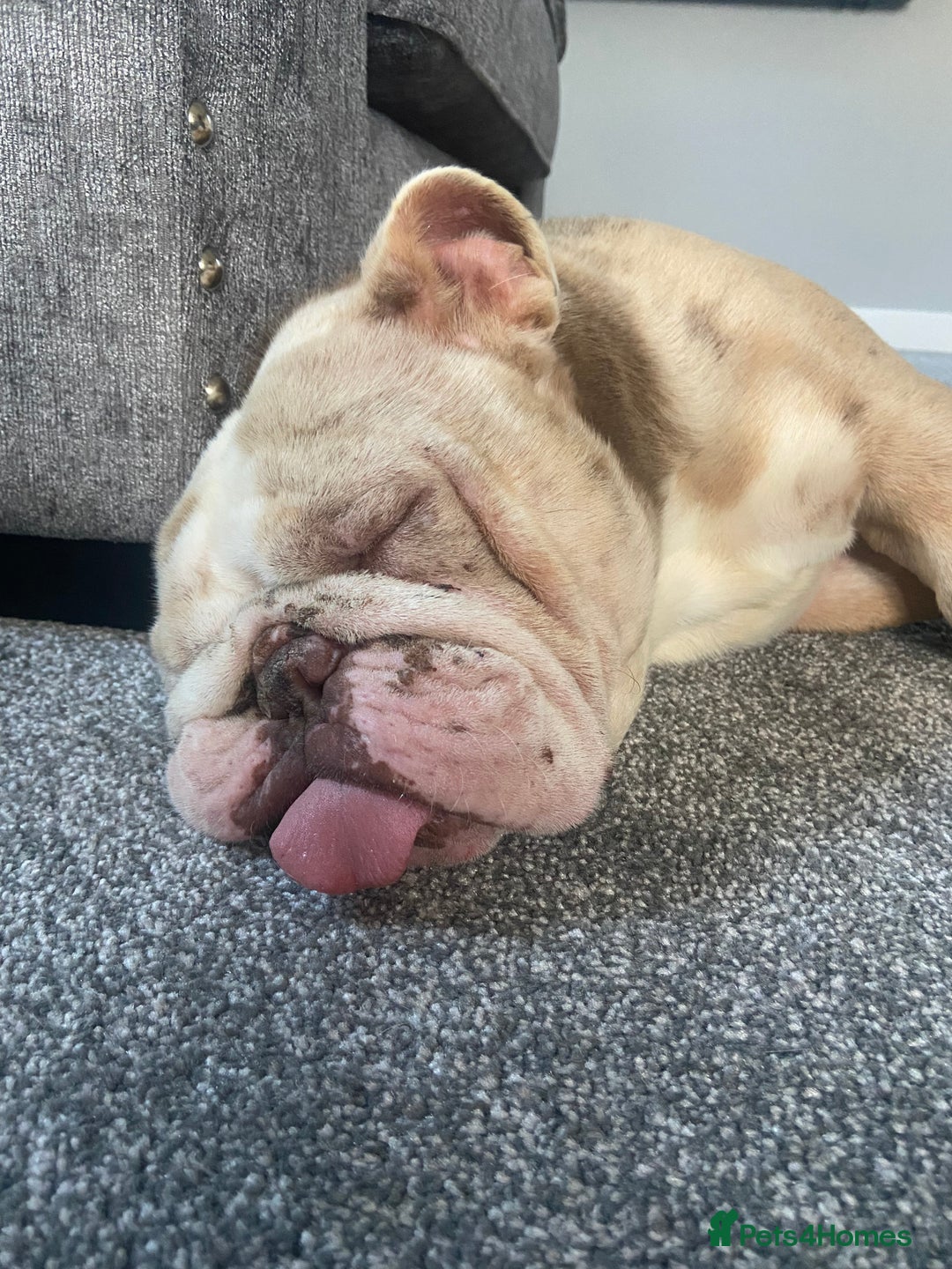 English Bulldog dogs for sale: Male Lilac Merle English bulldog  - Image 5