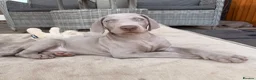 Weimaraner dogs for sale: Beautiful KC reg Weimaraner’s forever homes req - Advert 15