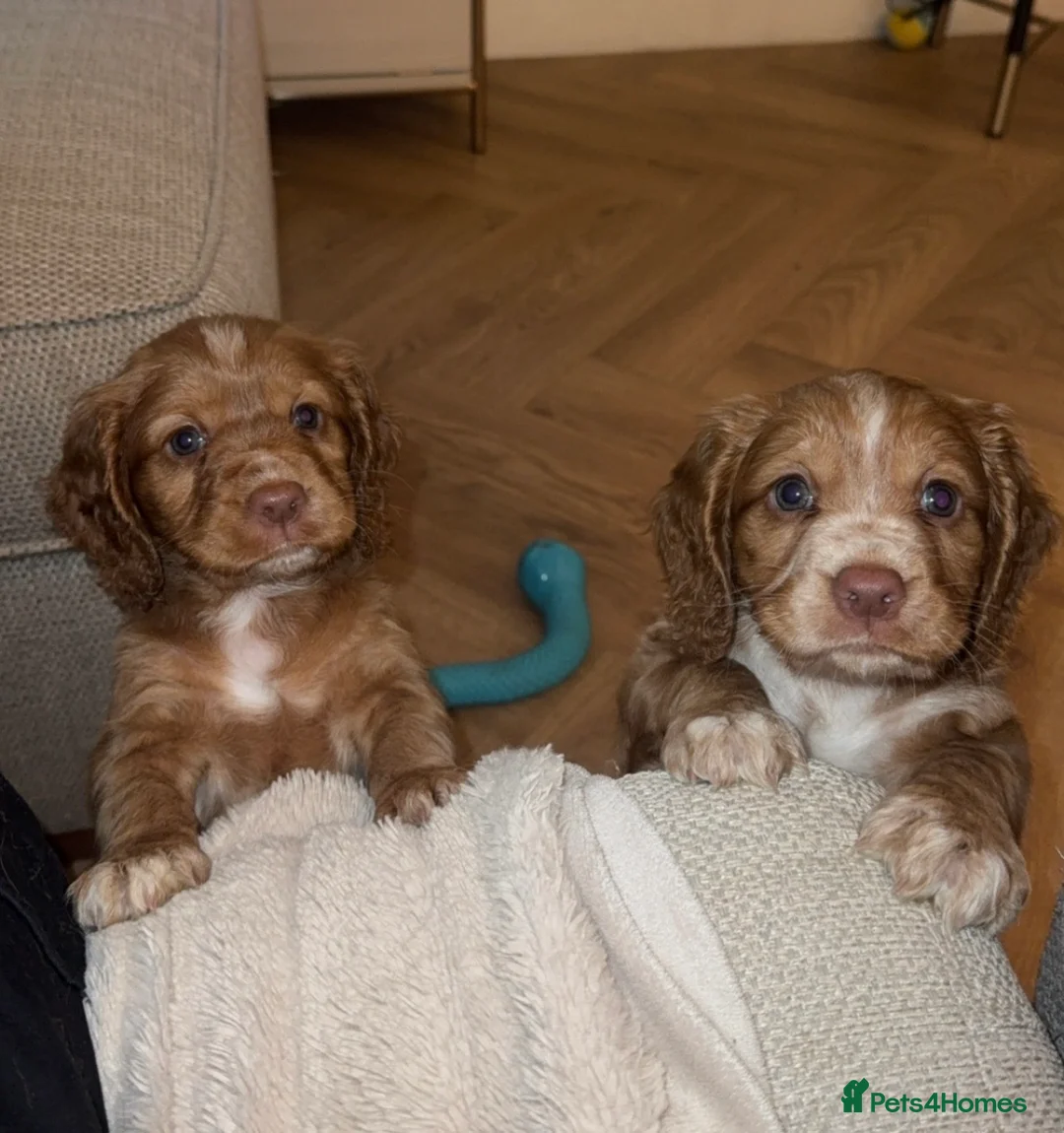 Cocker Spaniel dogs for sale: Cocker Spaniel Puppies - Advert 2