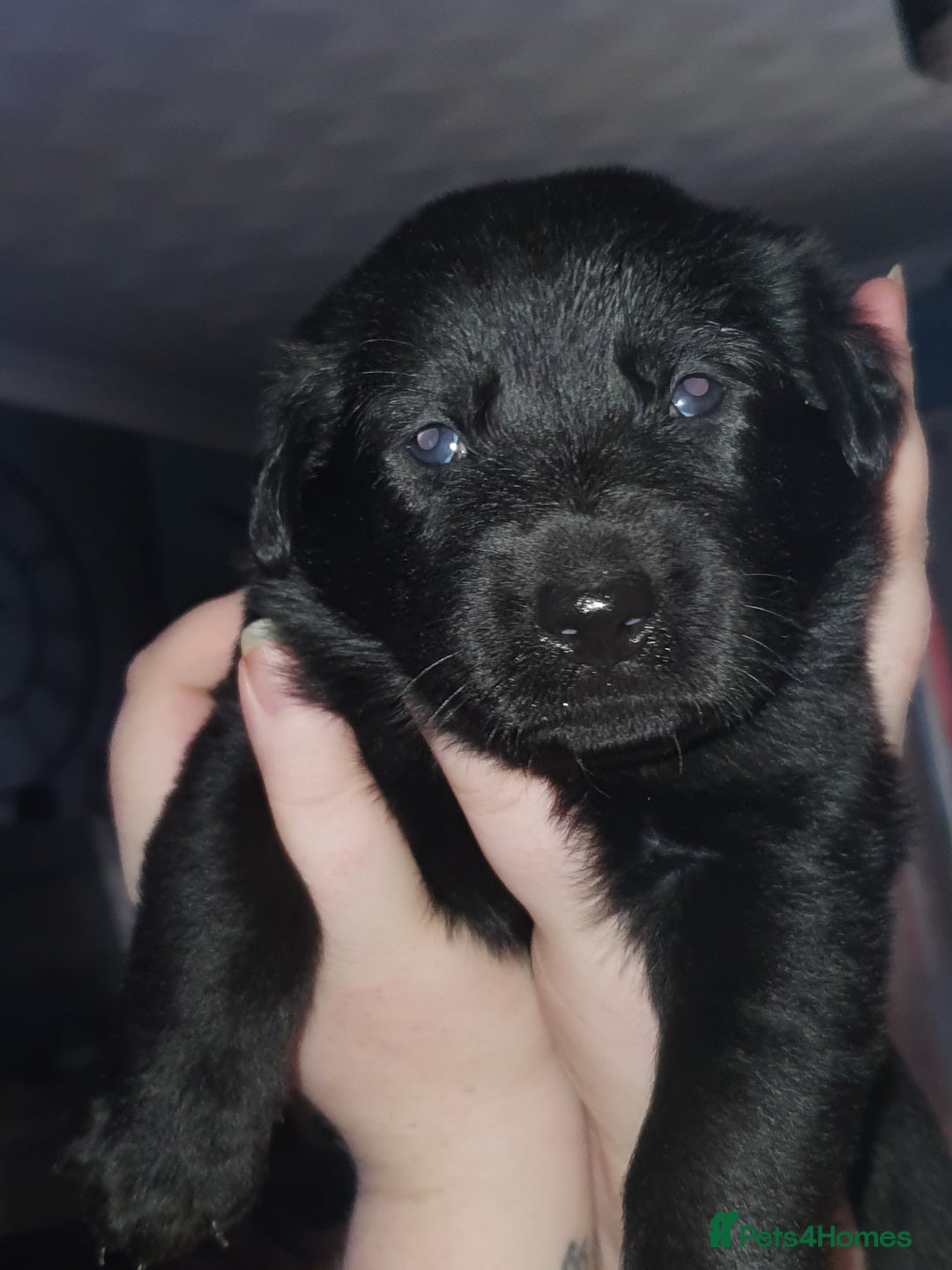 Mixed Breed dogs for sale: German Shepherd x Labrador puppies - Image 3