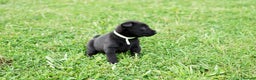 Belgian Shepherd Dog dogs for sale: Belgian Mallinois pups due - Advert 7