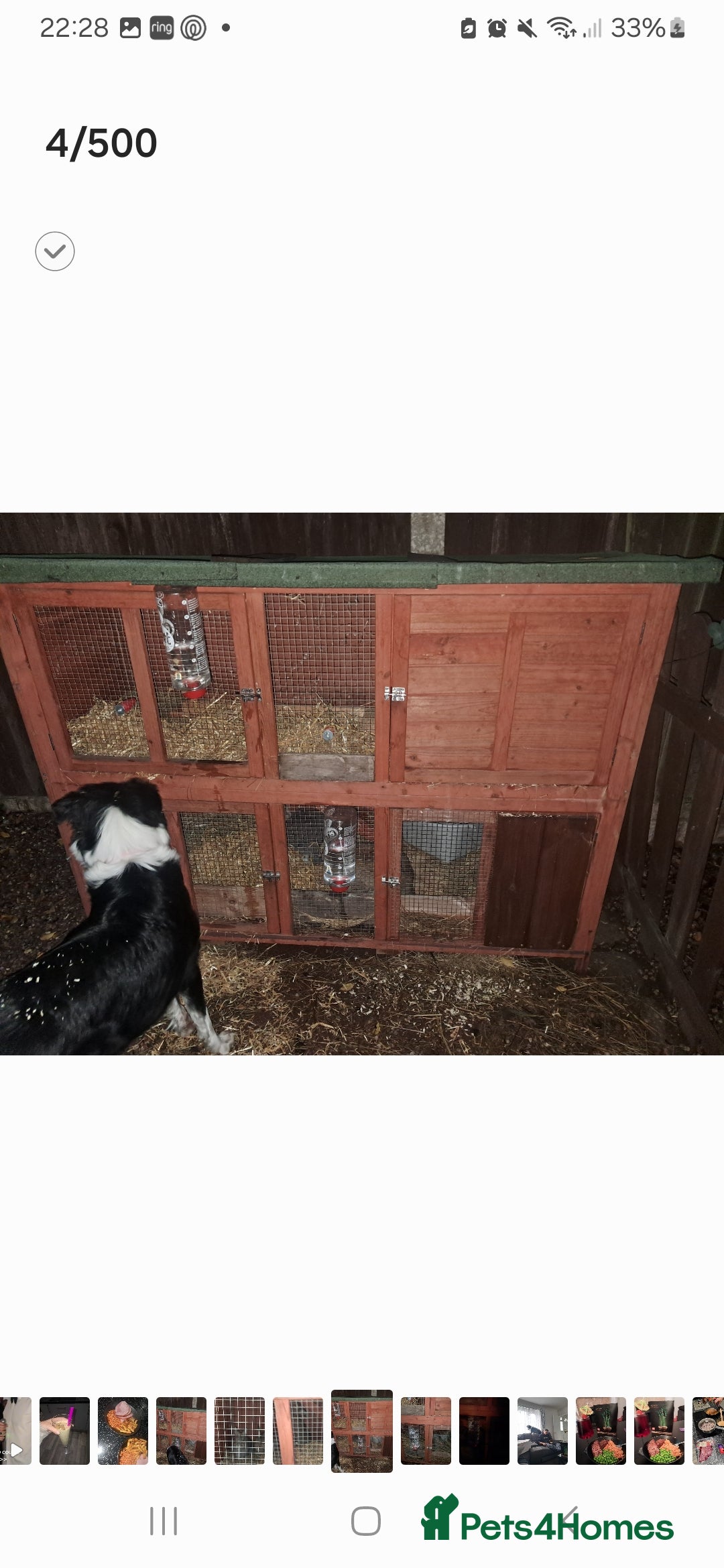 Dwarf Lop rabbits 2 rabbits  - Advert 5