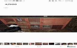 Dwarf Lop rabbits for sale: 2 rabbits  - Image 1