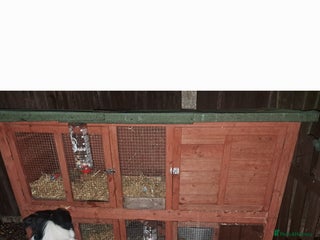 Dwarf Lop rabbits 2 rabbits - Advert 4