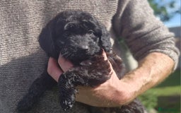 Cockapoo dogs for sale: Cockapoo pups - Image 4