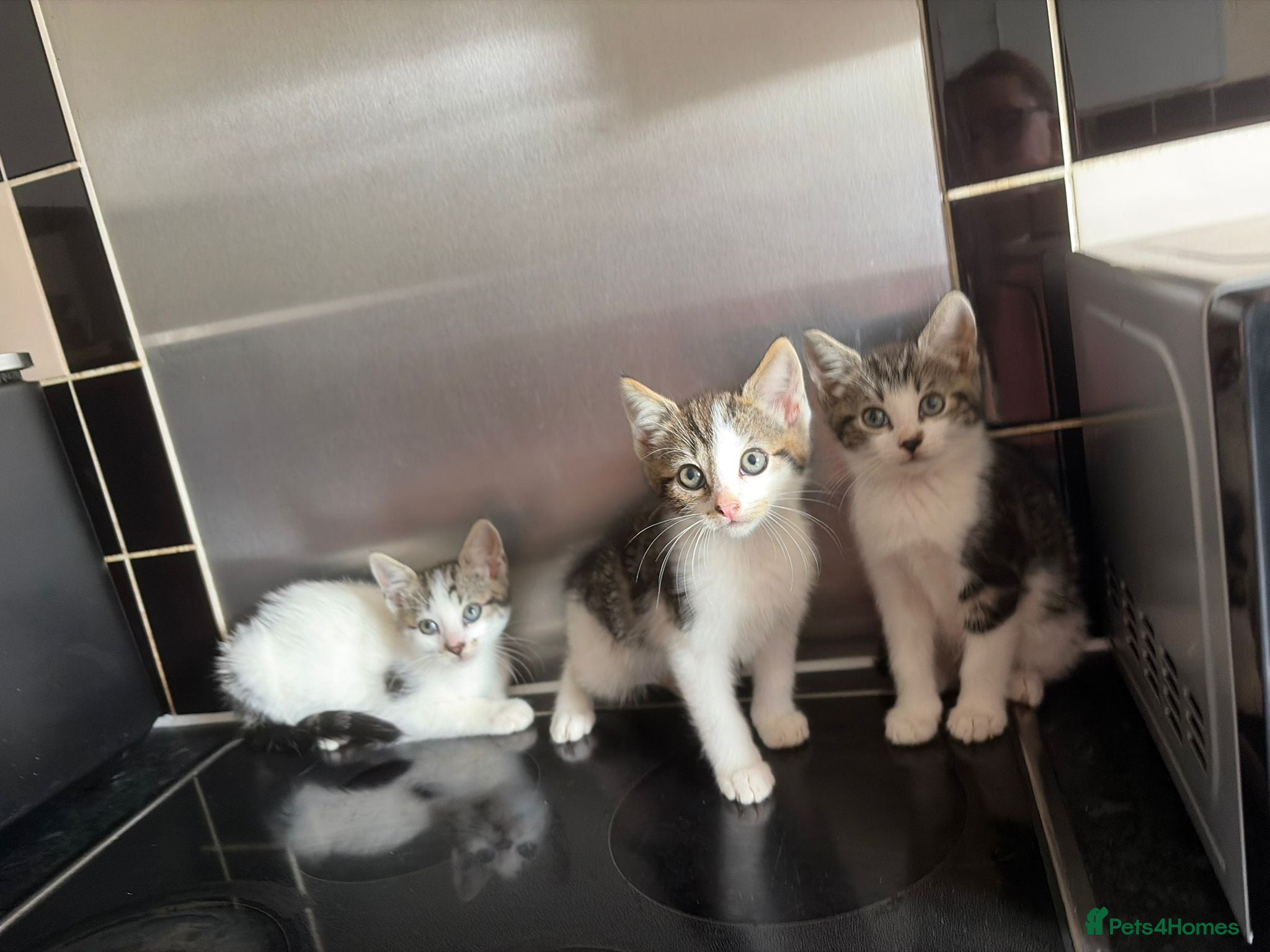 Domestic Shorthair cats Tabby/White kitten boy - Advert 4