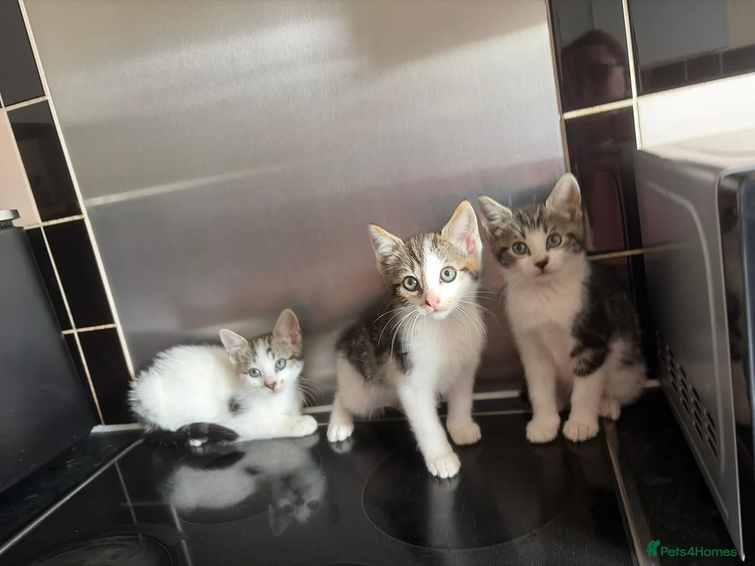 Domestic Shorthair cats for sale: Tabby/White kitten boy in Braintree - Advert 1