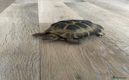Tortoise reptiles for sale: Male horse field tortoise  - Image 2
