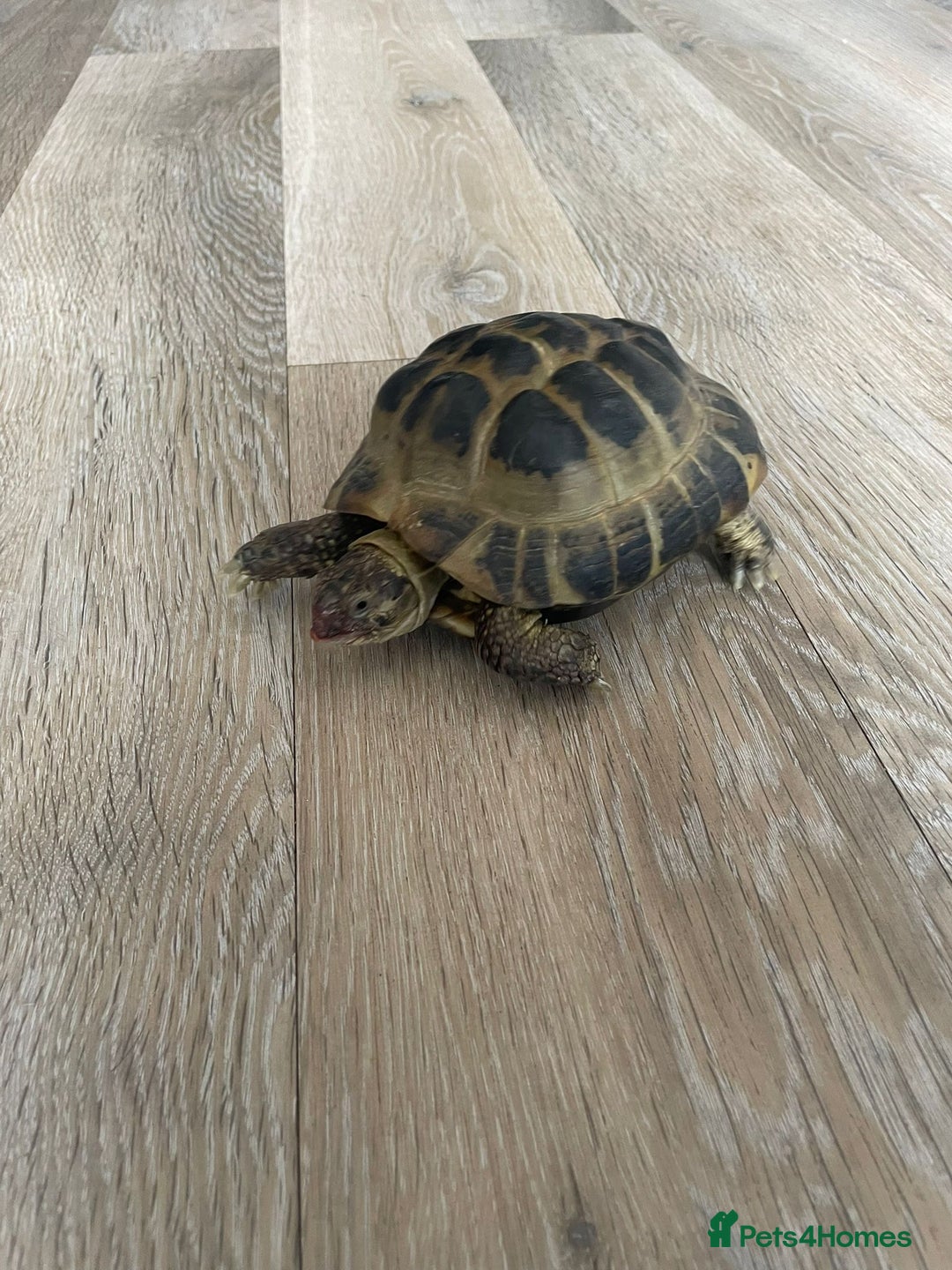 Tortoise reptiles for sale: Male horse field tortoise  - Image 2