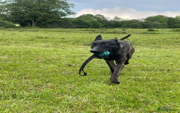 Belgian Shepherd Dog dogs for sale: Security Trained Herder For Sale - Image 4