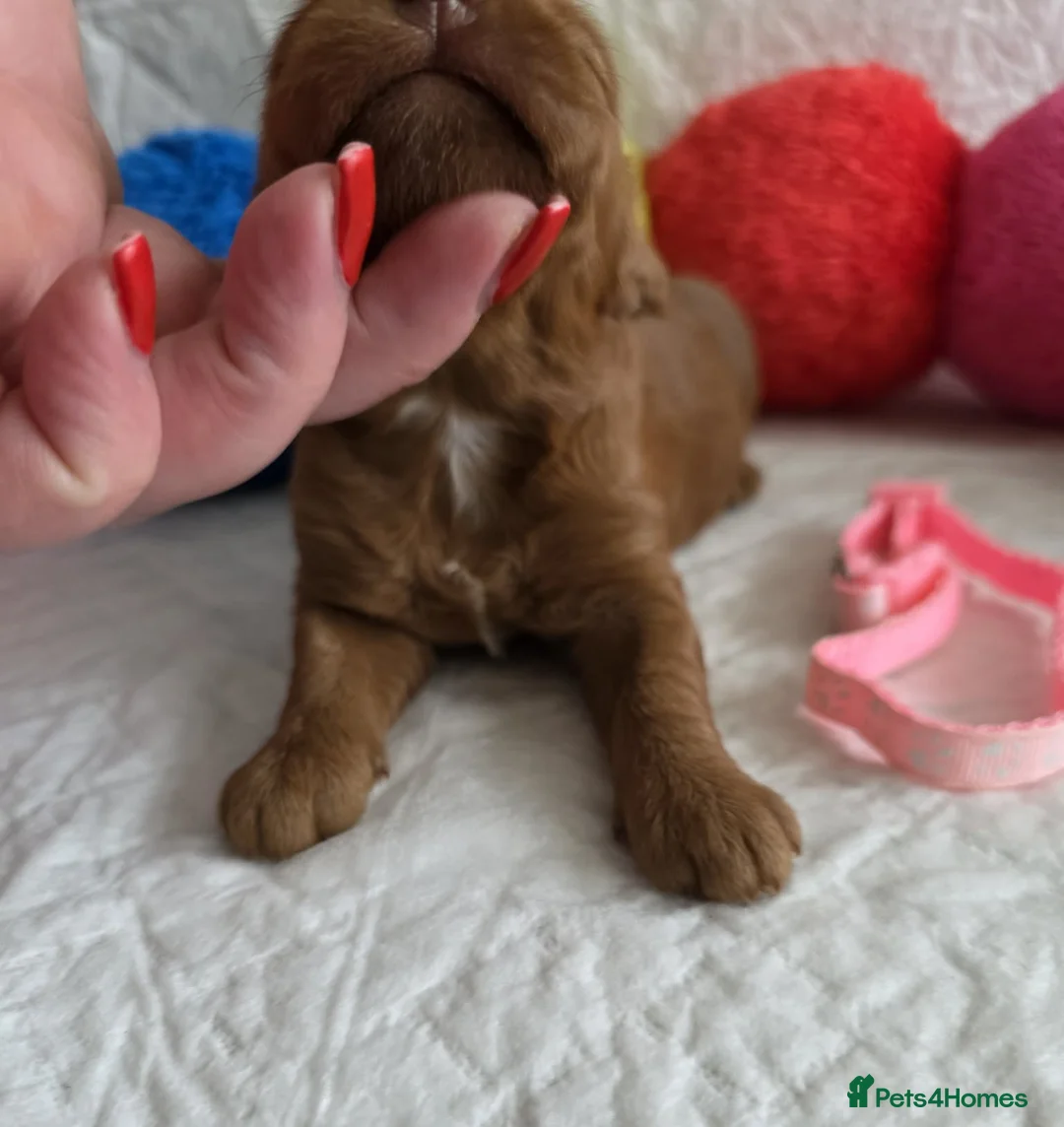 Australian Labradoodle dogs for sale:  👑 Multigen Toy Bred Australian Double Doodles 👑 - Advert 22