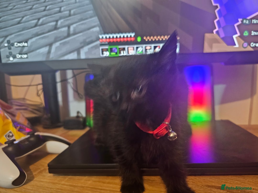 Mixed Breed cats for sale: Kitten for good home - Image 1
