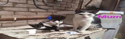 Mixed Breed cats for sale: Friendly farm kittens seeking their forever homes in Gretna - Advert 11