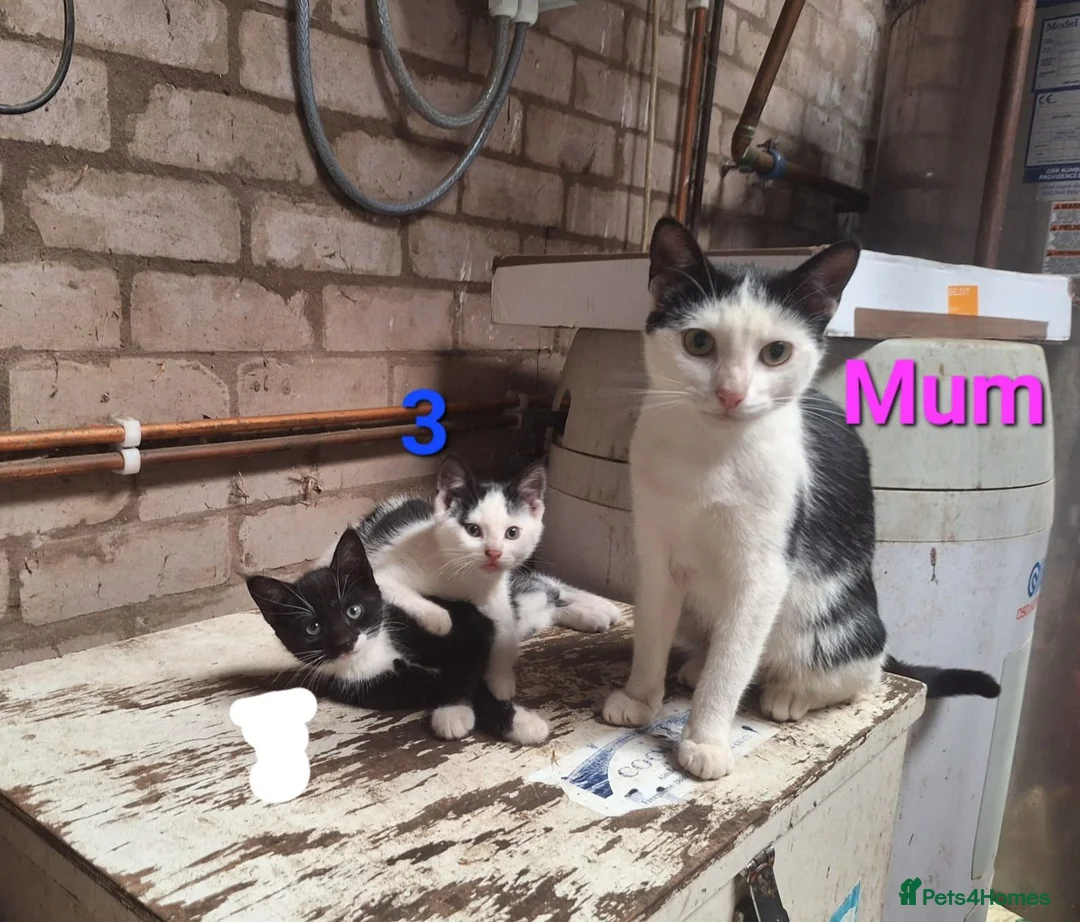 Mixed Breed cats for sale: Friendly farm kittens seeking their forever homes in Gretna - Advert 11