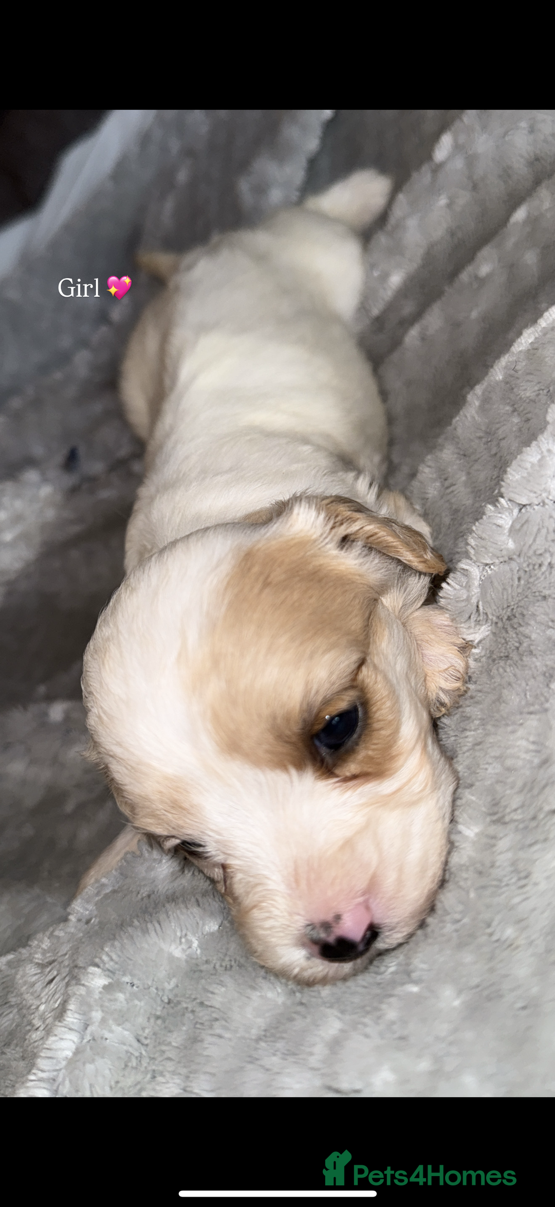 Cavapoo dogs for sale: Cavapoo - Image 4