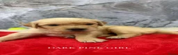 Golden Retriever dogs for sale: 9 beautiful golden retriever puppies - Advert 10