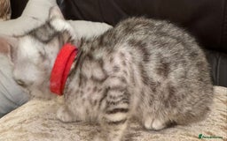 Bengal cats for sale: Pure SBT Charcoal Silver Bengal Kittens  - Image 8