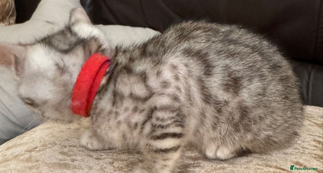 Bengal cats for sale: Pure SBT Charcoal Silver Bengal Kittens  - Image 8