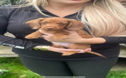 Miniature Dachshund dogs for sale: Long hair miniature female  - Image 17