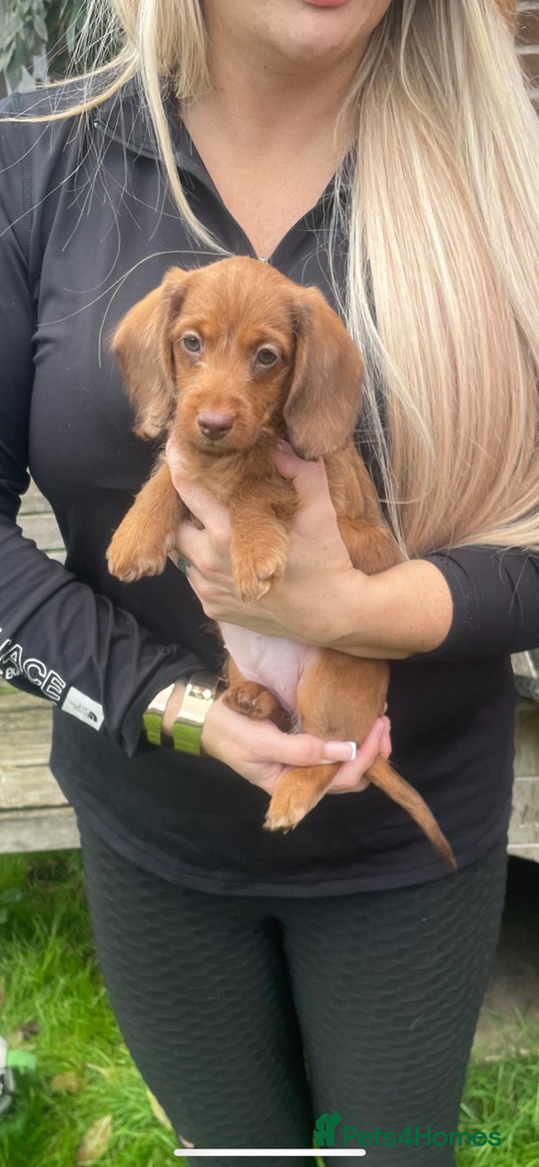 Miniature Dachshund dogs for sale: Long hair miniature female  - Image 17